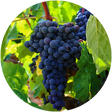 Blueberry Powder & Extract