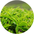 Green Tea Leaf Extract